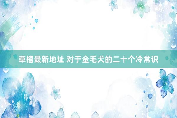 草榴最新地址 对于金毛犬的二十个冷常识